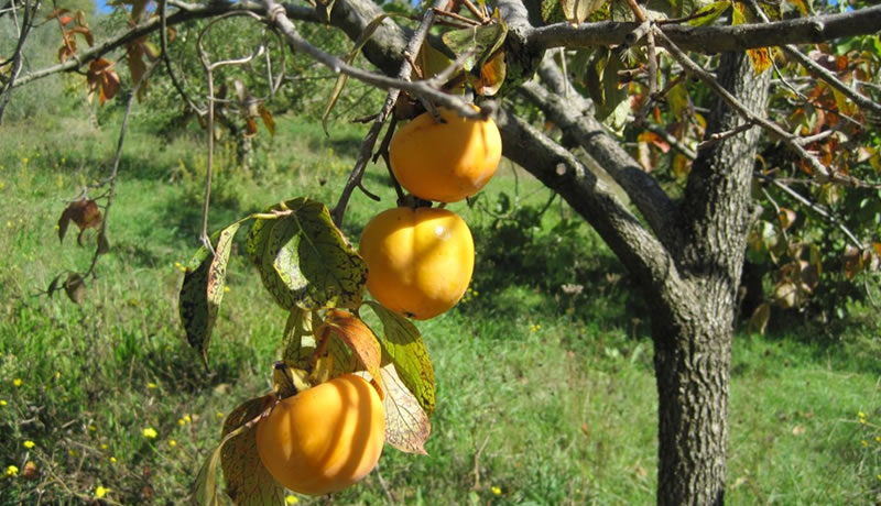 coltivazioni