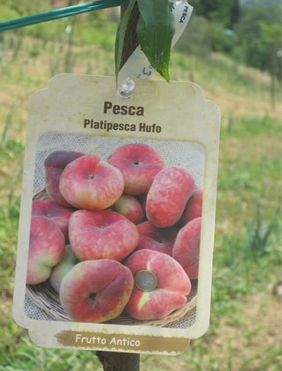 Coltivazione alberi da frutto