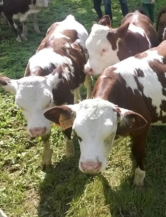 Sapori e ricerca del gusto