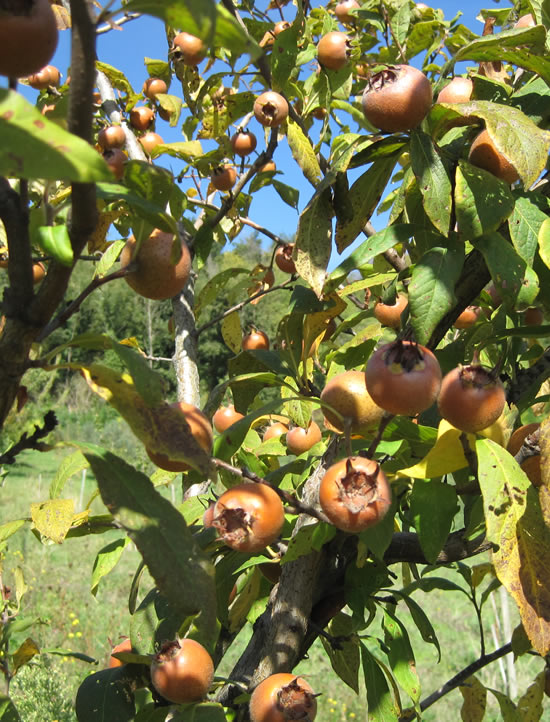 Coltivazione alberi da frutto
